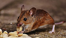 24 Hour & Emergency Exterminators in Grand Rapids, MN